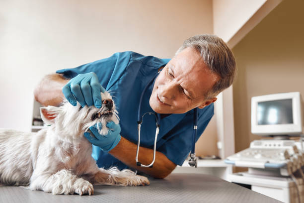Best Emergency X-Rays and Diagnostics in Lake Butler, FL